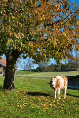 Poster - Vertical shot of a cow near a tree