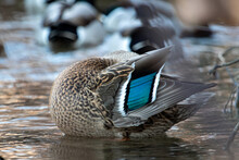 Blue Wing On A Female Hen Mallard Duck