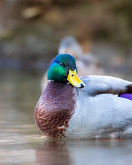 Male Mallard Duck looking over shoulder, green head 