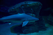 Closeup Of A Shark Swimming Deep Underwater