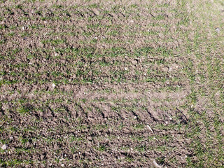 Poster - Top view of soil with new sprouts