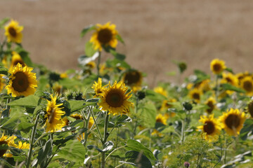 Wall Mural - Closeup shot of a blooming sunflower field