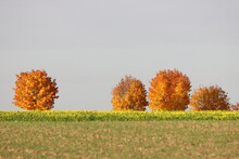 Closeup Shot Of Blooming Autumn Trees In A Field