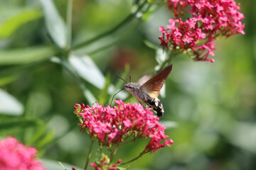 Sticker - Closeup shot of a Hummingbird hawk-moth flying near the blooming flowers