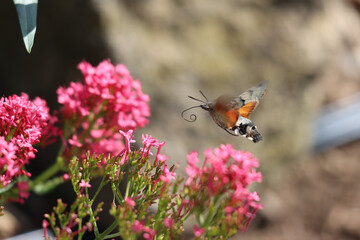 Sticker - Closeup shot of a Hummingbird hawk-moth flying near the blooming flowers