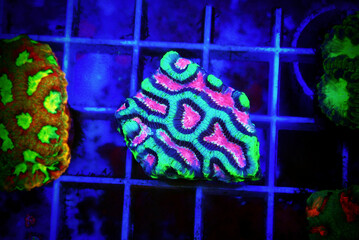 Wall Mural - Maze Brain LPS Coral - Platygyra sp.