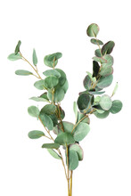 Branch Of Beautiful Eucalyptus Plant On White Background