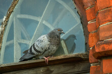 Closeup Of One Pigeon Sitting On Windowsill Of Brick Building Window
