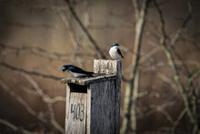 Closeup Shot Of Two Chickadee Birds Perched On A Wooden Birdhouse