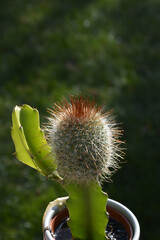 Sticker - Flipped vertical shot of a mammillaria cactus