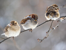 Three Sparrows Sits On A Branch Without Leaves.