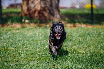 Poster - Cute black Sheepdog running in a field