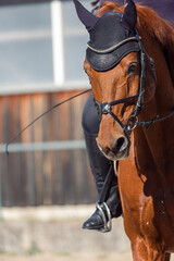 Poster - Closeup shot of a brown horse in a park at sport training