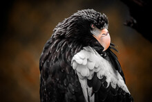 Haliaeetus Pelagicus, Stellers Sea Eagle