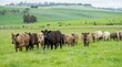 herd of Stud beef cows and bulls grazing on green grass in Australia, breeds include speckled park, murray grey, angus and brangus.