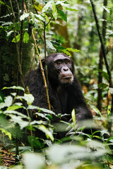 vertical shot of a chimpanzee in the tropical rainforest