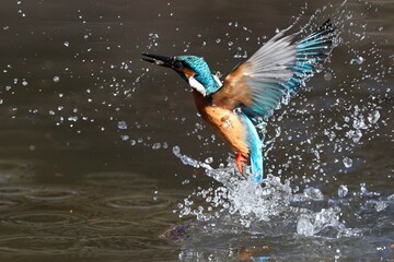 Wall Mural - kingfisher in the forest