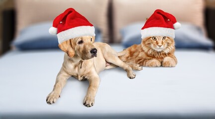 Wall Mural - Adorable domestic dog in Santa hat and cat indoors