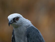 Close Up Of The Head And Chest Of A Mississippi Kite