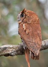 Red Morph Eastern Screech Owl At Houston Audubon Raptor Center