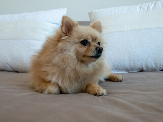 Poster - Cute brown pomeranian spitz lying on a bed