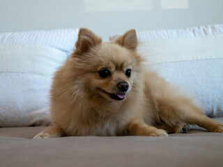 Wall Mural - Cute brown pomeranian spitz lying on a bed