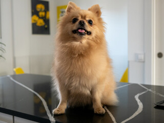 Wall Mural - Cute brown pomeranian spitz sitting on a table