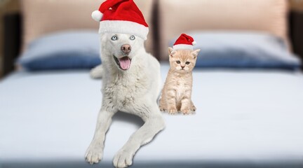 Wall Mural - Adorable domestic dog in Santa hat and cat indoors