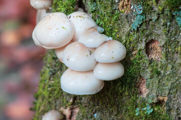 Sticker - Closeup shot of wild white mushrooms growing on a mossy tree trunk