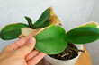yellow and drying leaves of the houseplant Orchid. diseases indoor plants