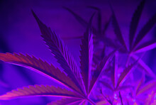 Close-up Shot Of Fresh Green Cannabis Marijuana Leaves Under Purple Lights