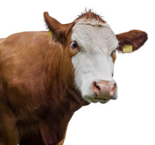 Cow On White Background Isolated!