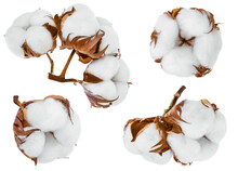 Cotton Plant Flower Isolated On White Background With Clipping Path And Full Depth Of Field