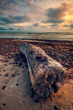 Tree Stump On The Beach At Sunset In The Coast Of Baltic Sea, Lithuania