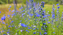 Echium Vulgare. Beautiful Wildflowers. Blue Flowers, Summer Floral Background. Close-up. Bokeh. Beautiful Nature. Blooming Meadow In Sunny Weather
