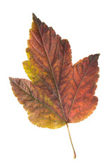 Sticker - Autumn leaf isolated