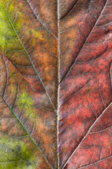 Canvas Print - Colorful leaf texture