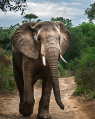 Wall Mural - Elephant bull in the road / Makuleke - Pafuri, Northern Kruger National Park, South Africa
