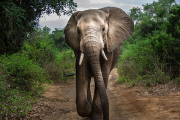 Wall Mural - Big Elephant in the Limpopo riverine forest, walking towards the photographer