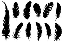 Black Silhouette Bird Feather, Set, Collection Isolated, Vector
