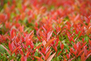 Canvas Print - Close up Australian Rose Apple or Brush Cherry leaves with blur background.