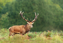 Close Up Of A Red Deer Stag In Autumn