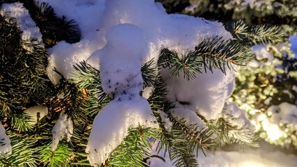 Wall Mural - snow covered pine tree