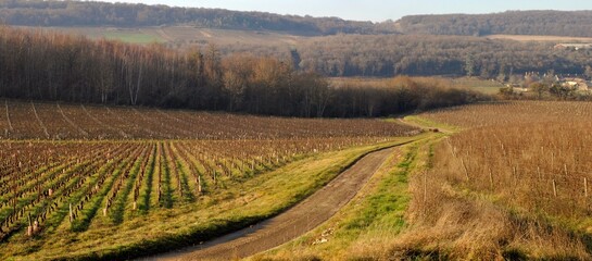 Canvas Print - Panorama et paysage d'un vignoble.