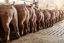 Hungry Pigs Eat Their Food. Pig Butts And Tails. Agriculture And Farming Business.