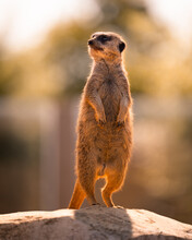 Vertical Shot Of A Meerkat Standing On A Rock