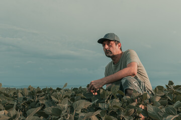 Wall Mural - Serious concerned agronomist farmer examining development of green soybean