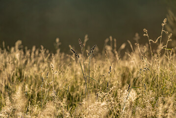 Canvas Print - A scenery of a field of plants spreading warmth and joy. Beautiful plant growing in a green field.