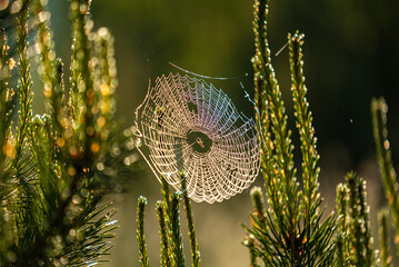 Big spider web with yellow dew on blade.