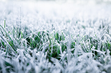 Morning dew froze on a green grass. First frost. Preparing the lawn for wintering. Close-up. Copy space. Banner. Late autumn. Conceptual background of weather forecast. Nature detail. Winter season